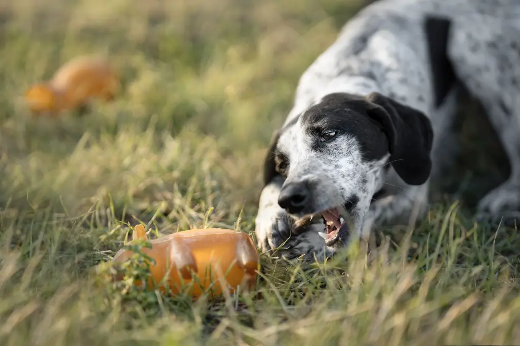 PIGGY-BANK-SNACK_1.webp