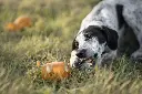 PIGGY-BANK-SNACK_1.webp