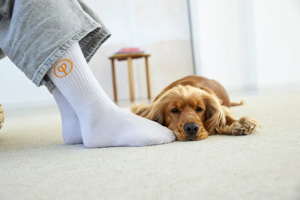 DOG_A25_21070036006_L_3.webp