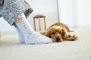 DOG_A25_21070036006_L_3.webp