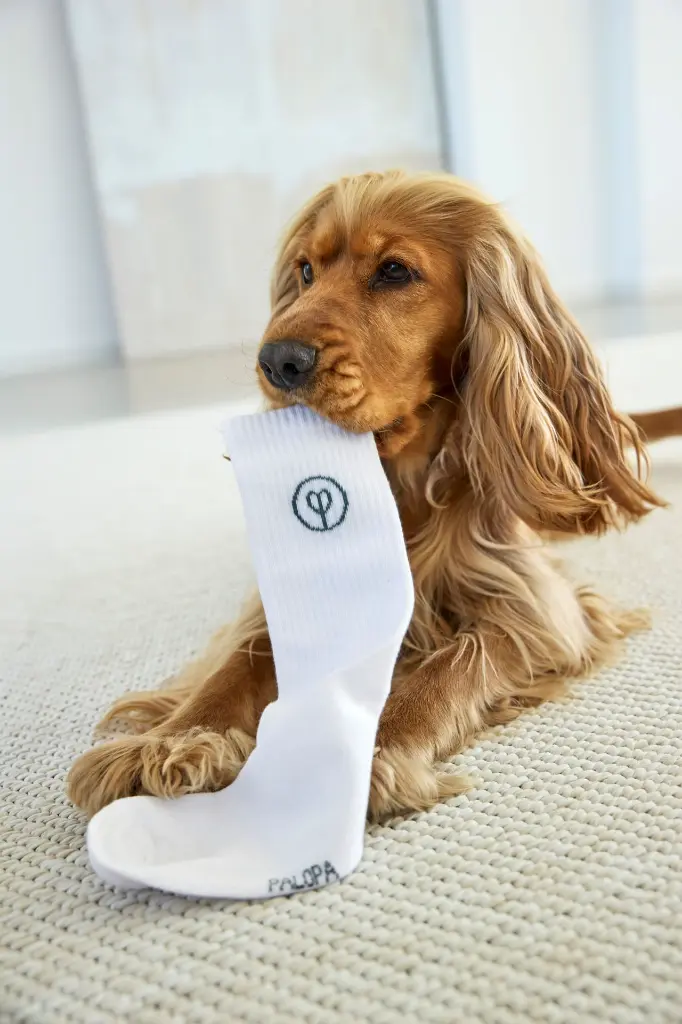 DOG_A25_21070036006_L_5.webp
