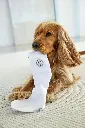 DOG_A25_21070036006_L_5.webp