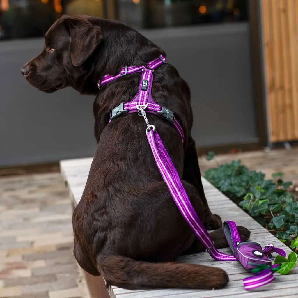 Lifestyle-Comfort Walk Air Harness_4.webp