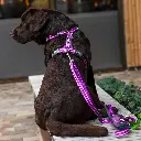 Lifestyle-Comfort Walk Air Harness_4.webp