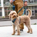 Lifestyle-Comfort Walk Air Harness_1.webp