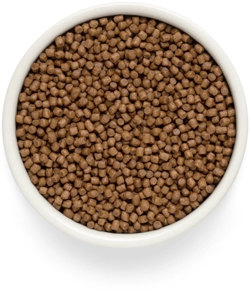 brokjes grandorf fresh kitten.webp