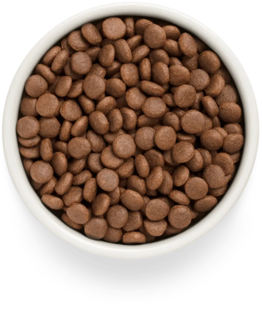 grandorf fresh hond brokken medium maxi.webp