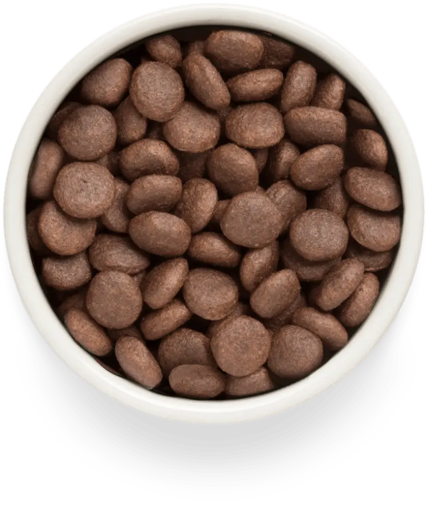 grandorf brokken hond maxi breed.webp