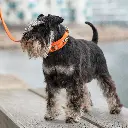 Lifestyle-Urban Explorer Collar_3.webp