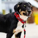 Lifestyle-Urban Explorer Collar_6.webp