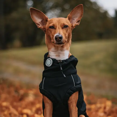 Orbiloc_Reflective_Clip_Dog_Coat_Southpawsjourney-500x500.webp