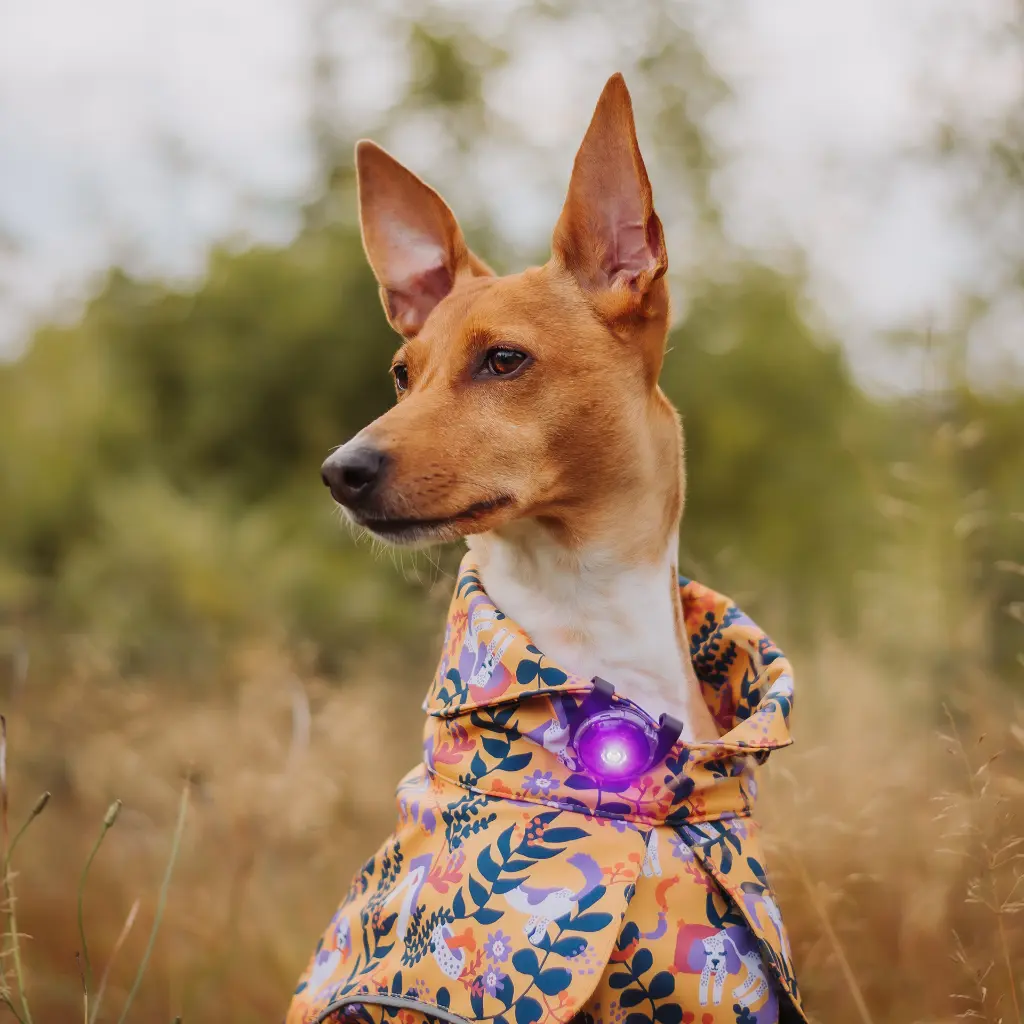 Orbiloc_Dog_Dual_Purple_Dog_In_Jacket_Southpawsjourney.webp
