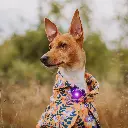 Orbiloc_Dog_Dual_Purple_Dog_In_Jacket_Southpawsjourney.webp