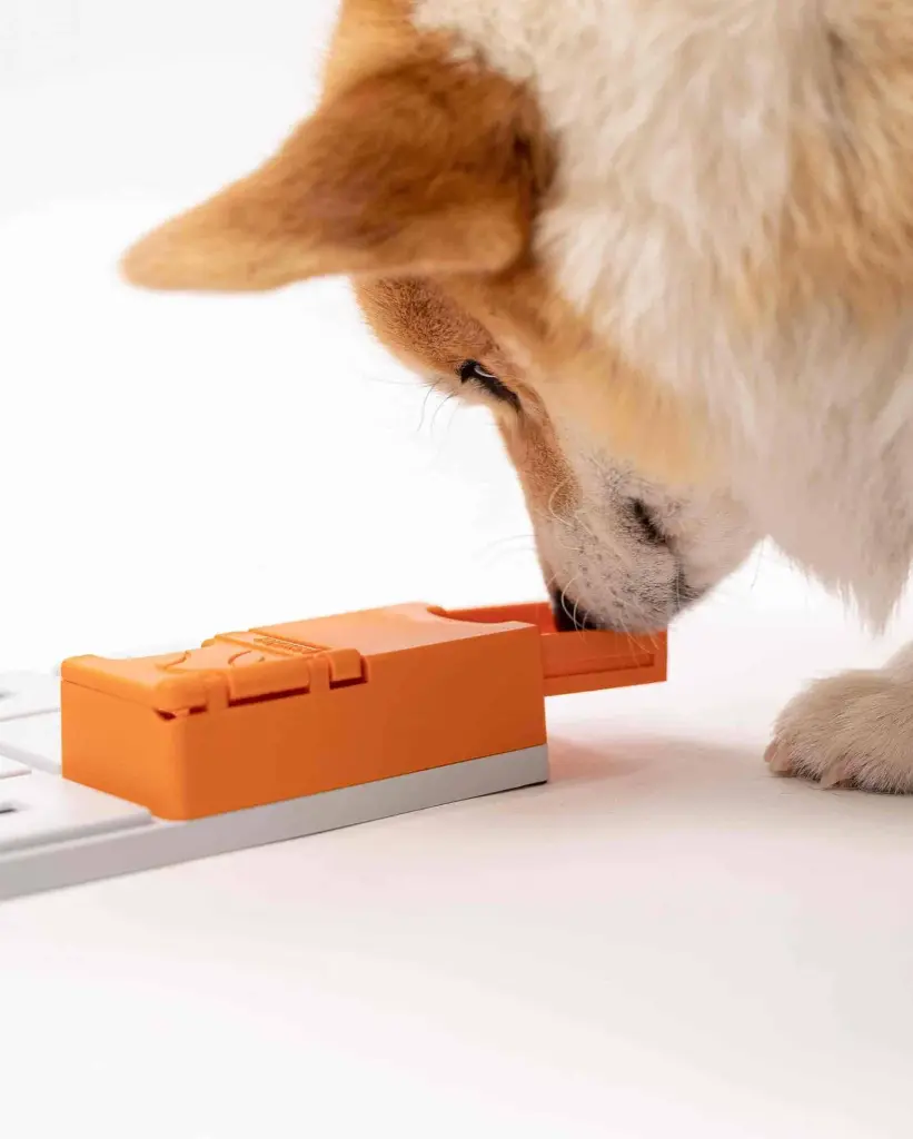 Maya dog.webp