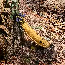 Barry the Banana Outdoor lifestyle.webp