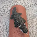 Colin the Crocodile Outdoor Lifestyle.webp