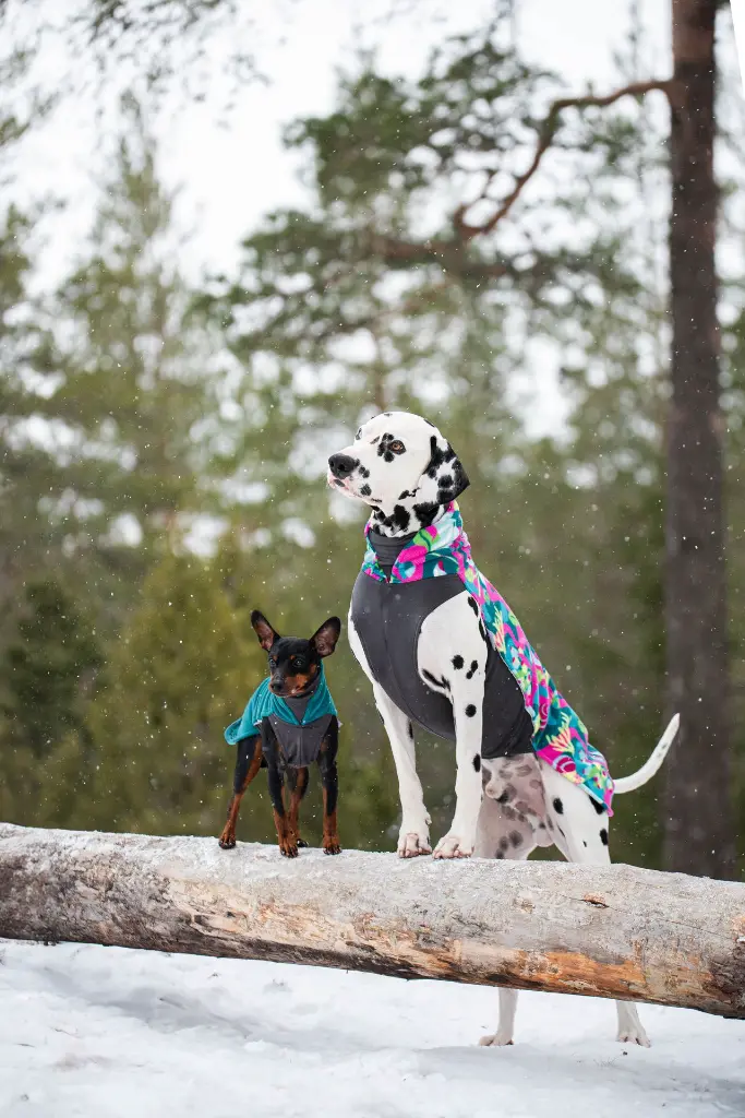 Jumppa_Trail_Forest1.webp