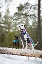 Jumppa_Trail_Forest1.webp