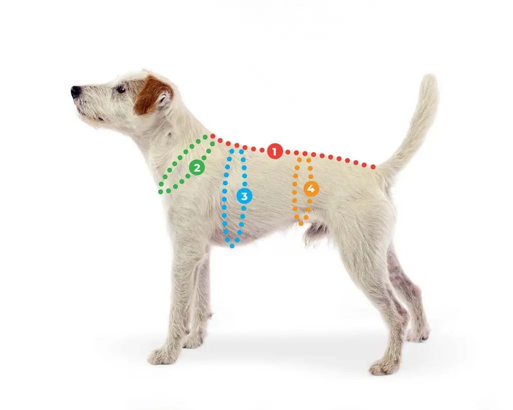 1_Coat_Measurements.webp