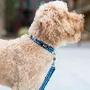 Lifestyle-Urban Style Collar_3.webp