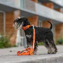 Lifestyle-Urban Trail Leash_2.webp