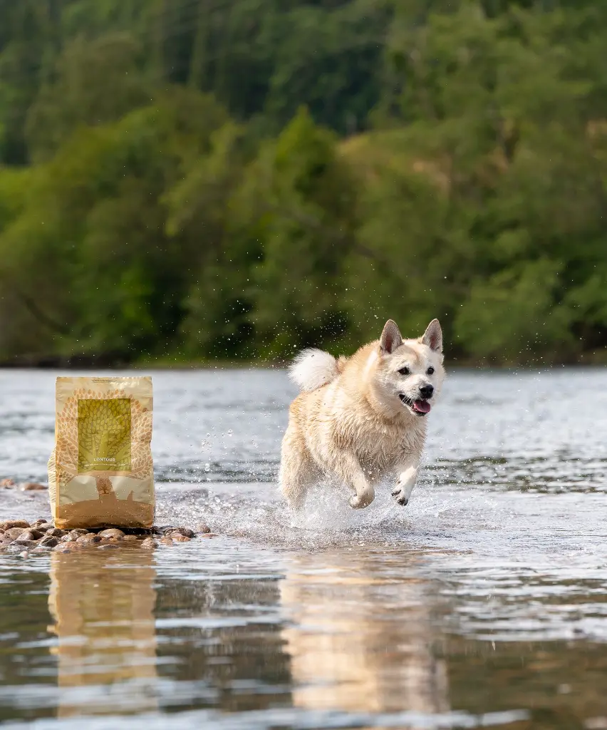 contour solo @waltherthebuhund.webp