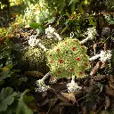 Splodge Outdoor Lifestyle  Image.webp