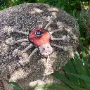 Spike on toadstool.webp