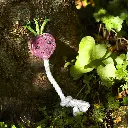 Ruby the Radish Outdoor Lifestyle Image.webp