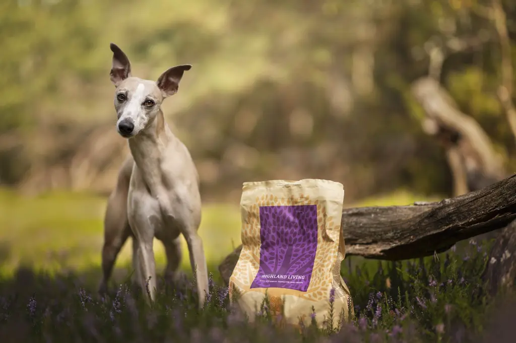 HIGHLAND LIVING @miles_whippet.webp
