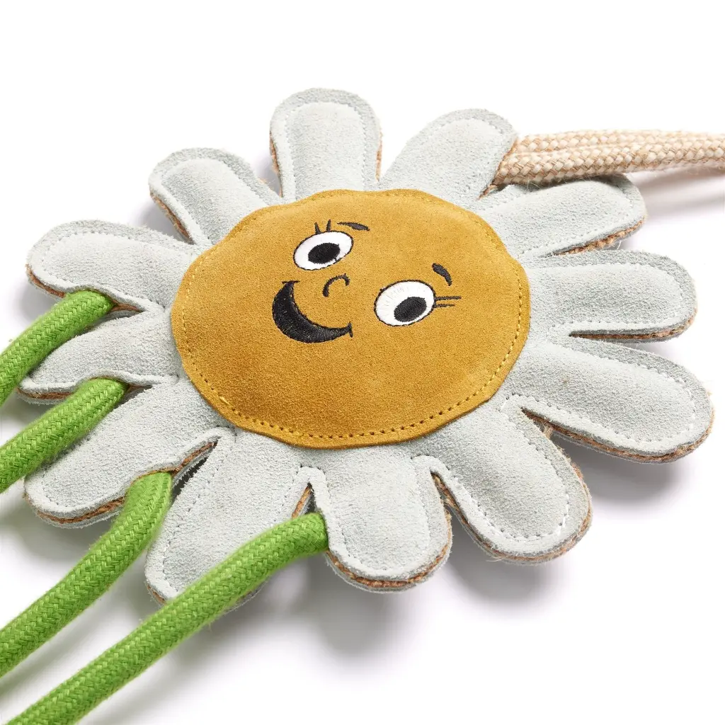 Crazy-Daisy-Close-Up.webp
