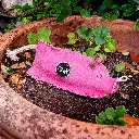 Peggy in plant pot EDIT.webp