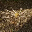 Lily Longlegs outdoor lifestyle.webp