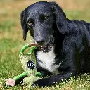 Francois with dog 2 EDIT.webp