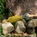 Delilah outside on rocks EDIT.webp