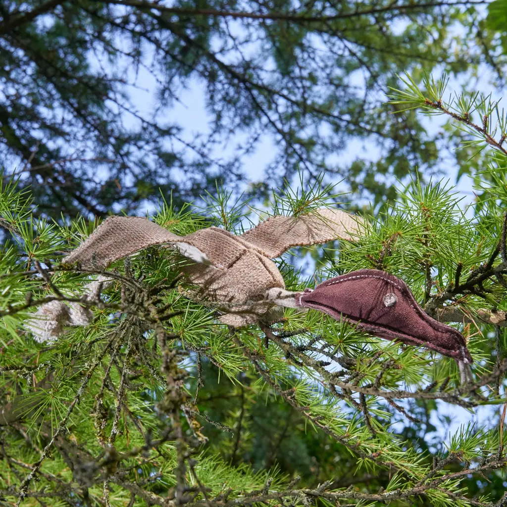 Desmond in tree.webp