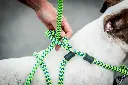 2432770_orig.webp