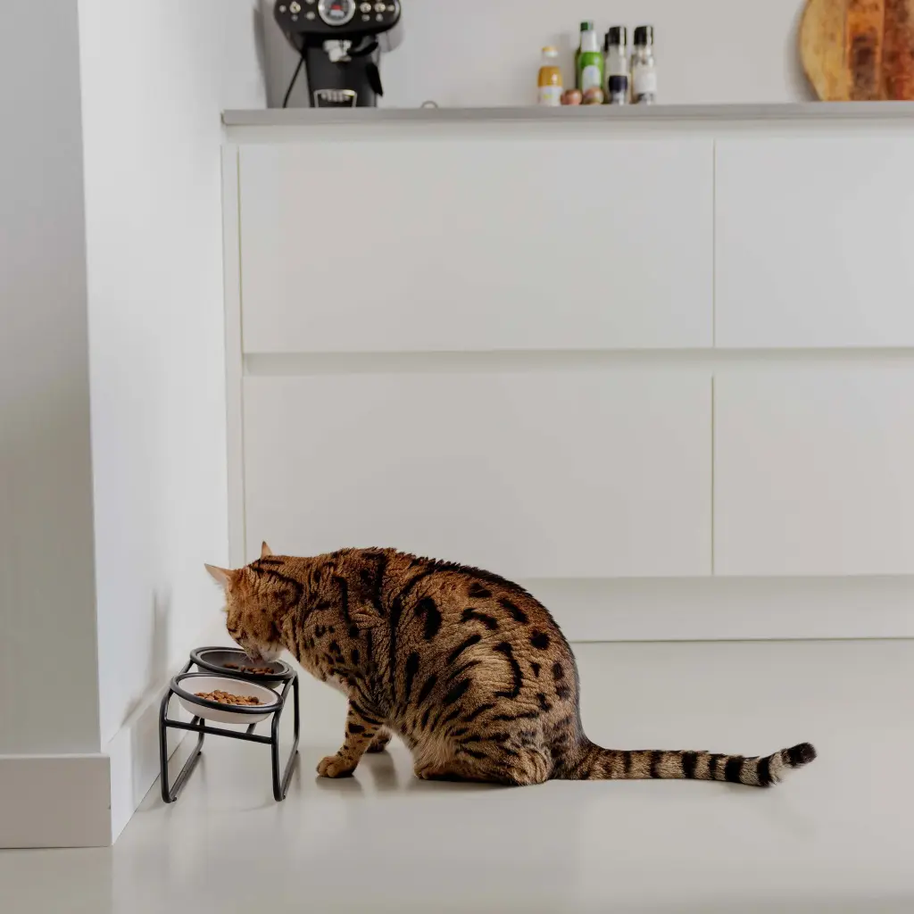 butler kat lifestyle 1.webp