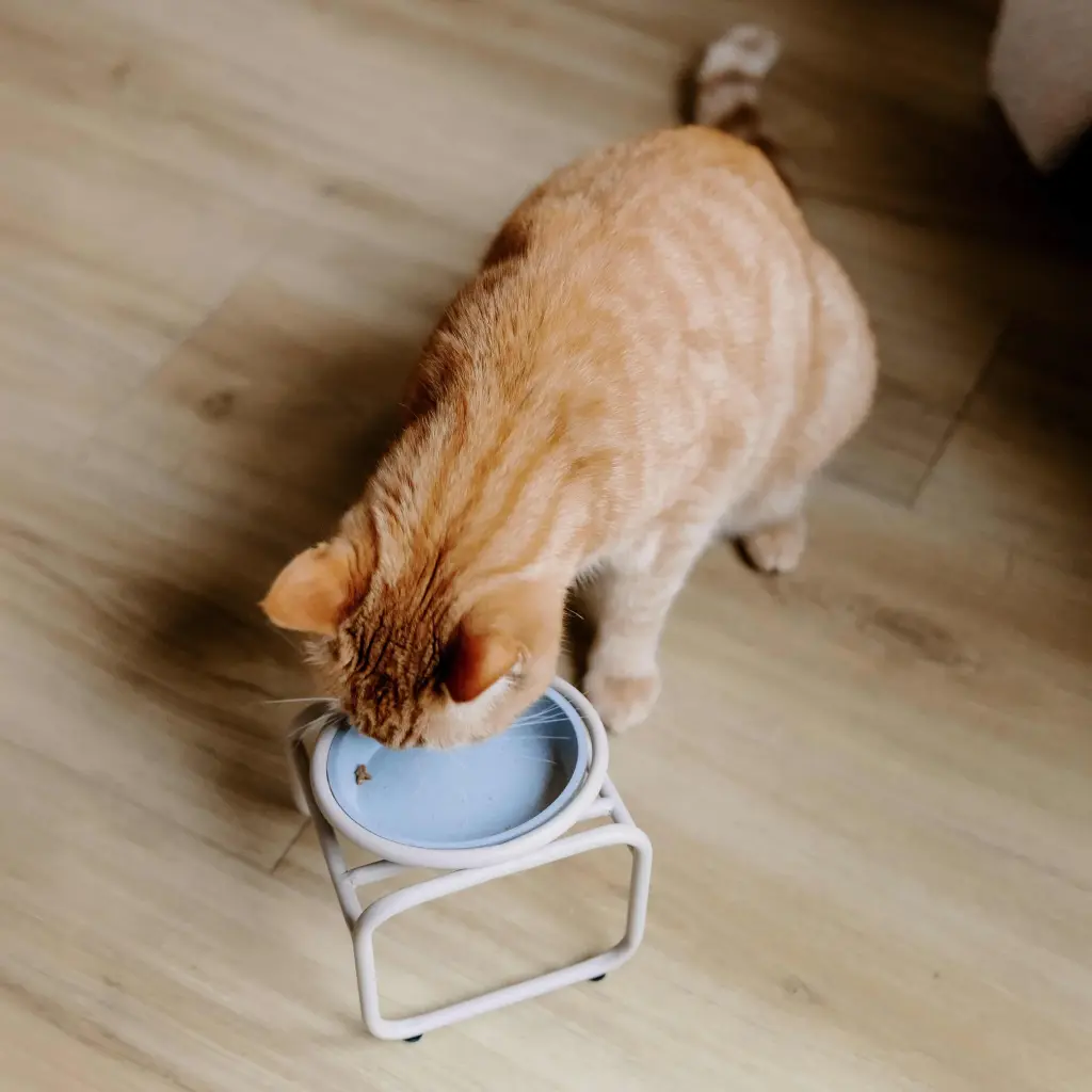 butler kat single lifestyle 2.webp