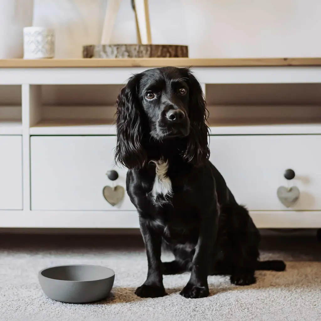 bamboo bowl lifestyle 2.webp