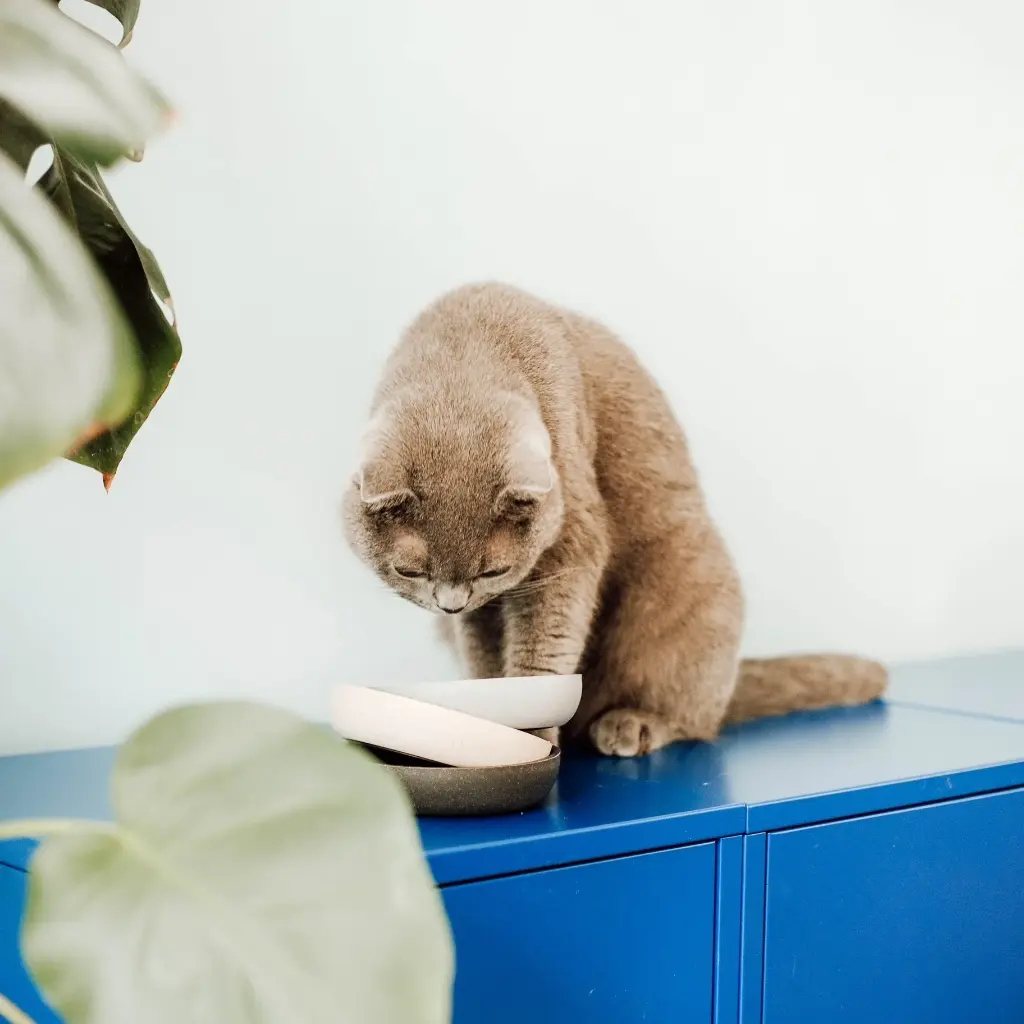 bamboo bowl kat lifestyle 2.webp