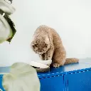 bamboo bowl kat lifestyle 2.webp