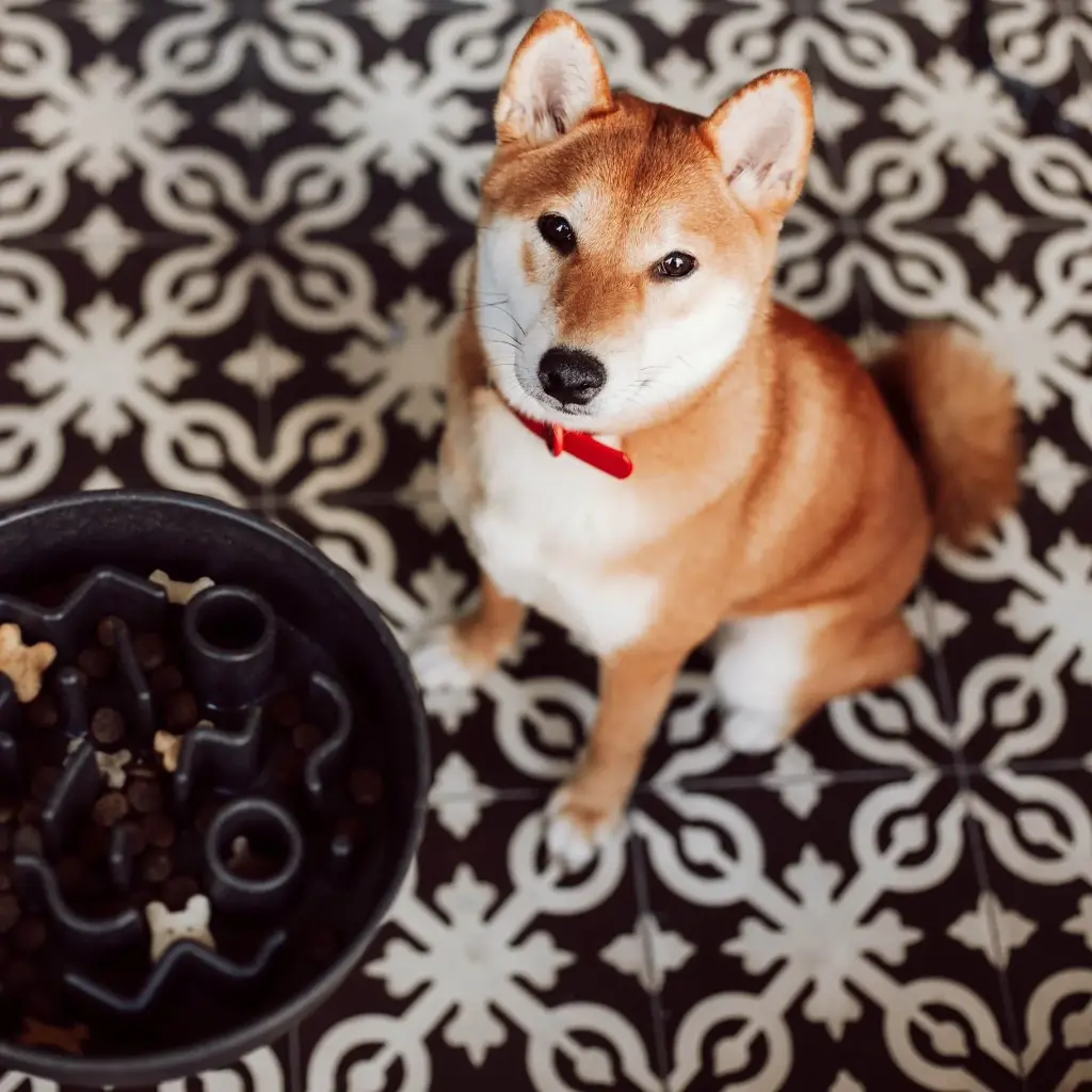 slowfeeder lifestyle 2.webp