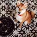 slowfeeder lifestyle 2.webp