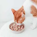 slow feeder kat lifestyle.webp