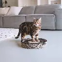 bloom lifestyle.webp