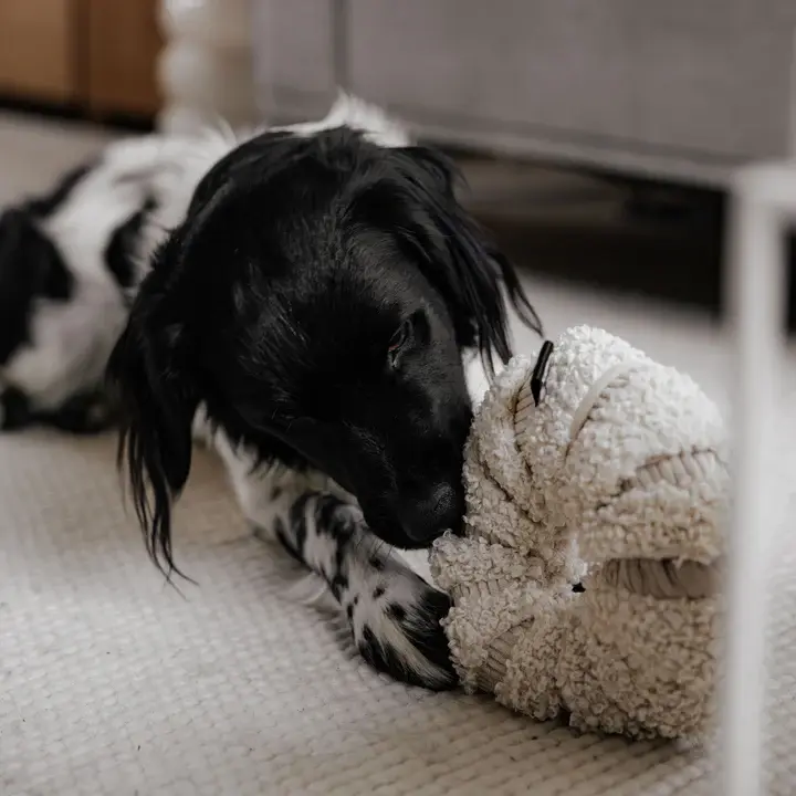 daisy lifestyle.webp