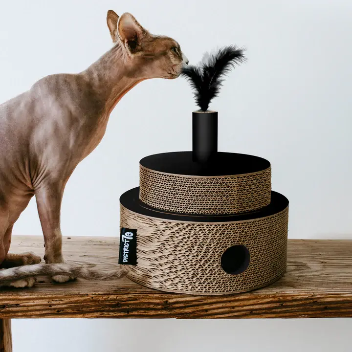 fiesta lifestyle.webp