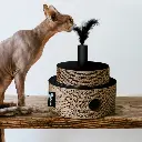 fiesta lifestyle.webp