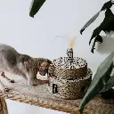 fiesta lifestyle 2.webp